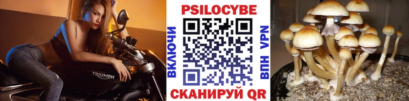 Псилоцибиновые грибы мицелий  наркошоп  Приволжск 
